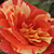 Rumeno - oranžna - Vrtnice Floribunda - Papagena